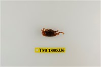 藏品(北方丑招潮蟹)的圖片